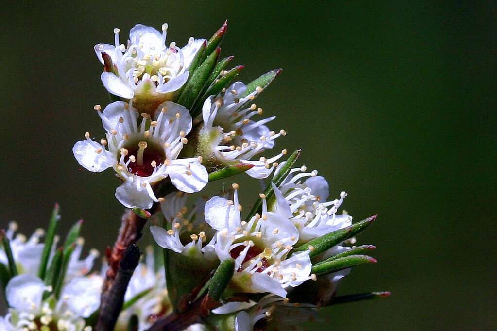 Kanuka Honey Flower
