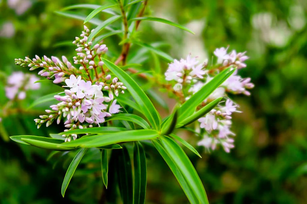 Flowering native hebe plants for bees