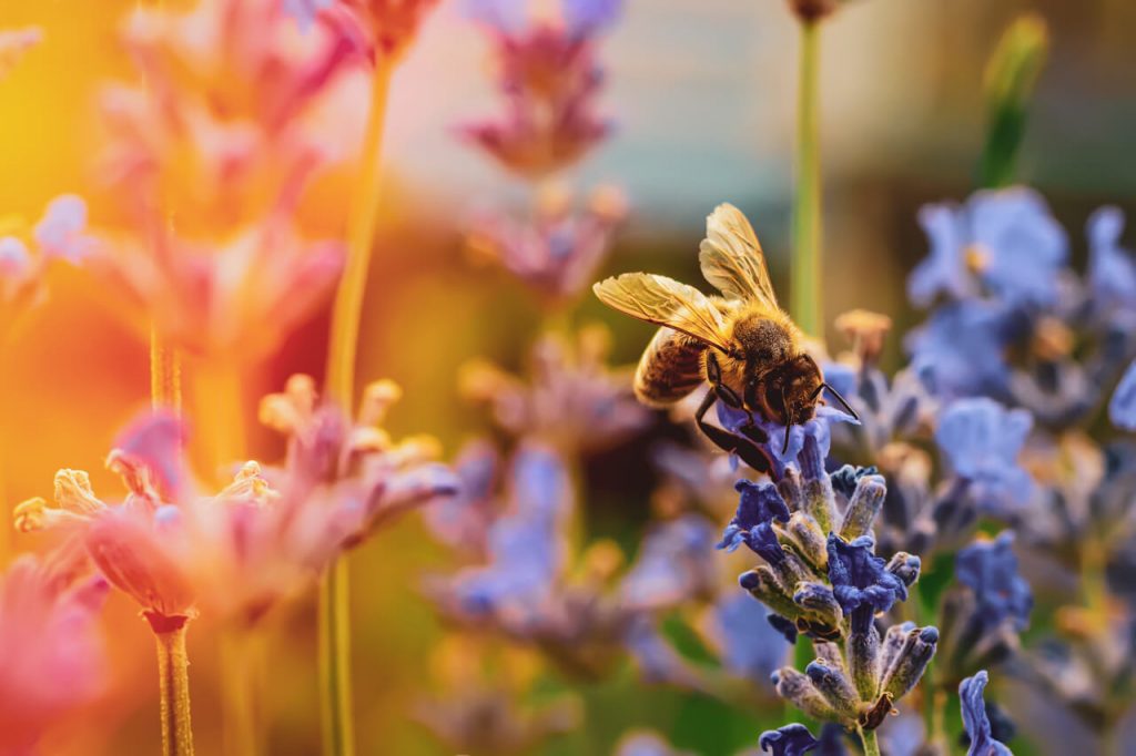 Lavender plants with a Bee foraging nectar from a flower.