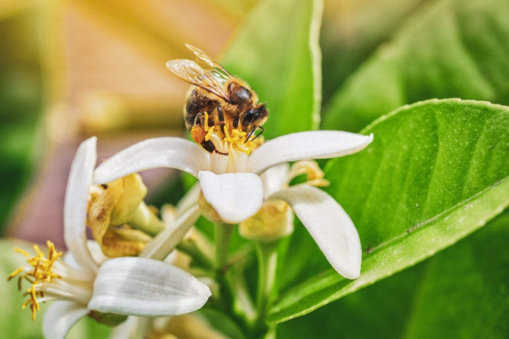 White flower from the lemon plant with a bee foraging the pollen from it.