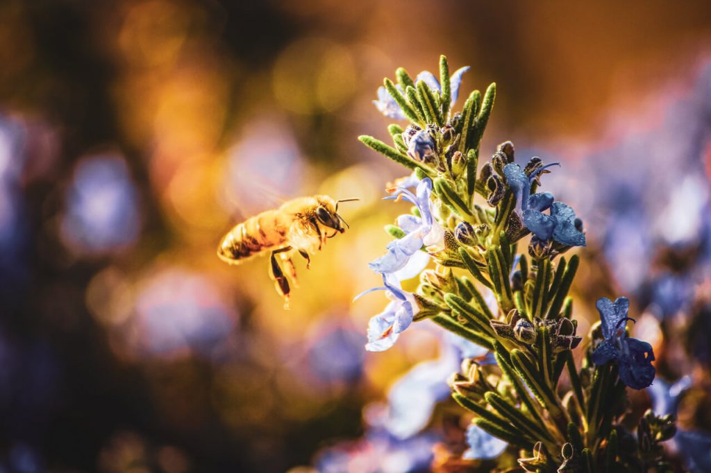 Flowering rosemary plants with a bee hovering and about to land on a flower.