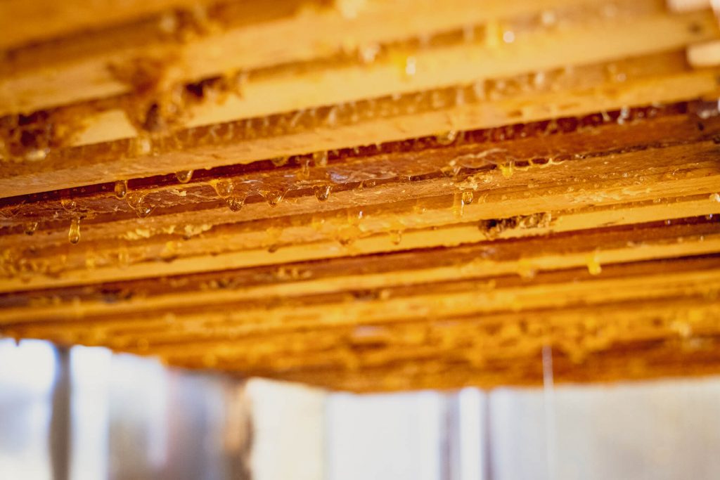 Honey dripping down from the extracted hive frames