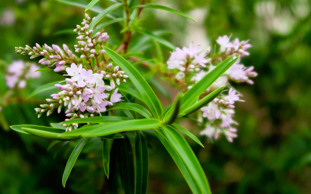 Picture of a bee-friendly plant from NZ, the native Hebe