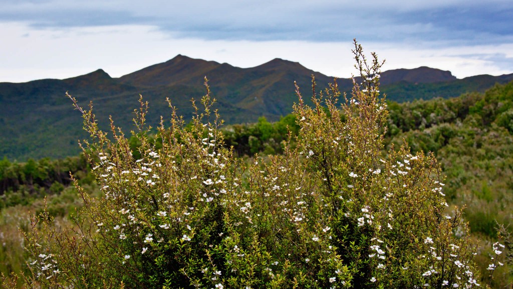 Manuka tree in full flower, one of the native bee-friendly plants in NZ
