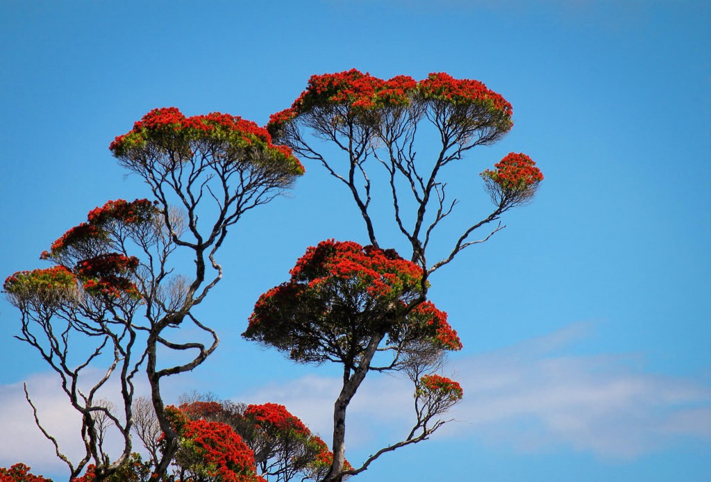 Pohutukawa tree standing tall against the blue skyline