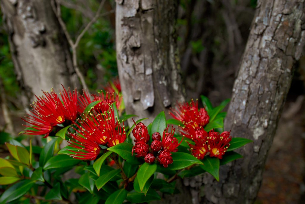 Southern Rata flower in bloom