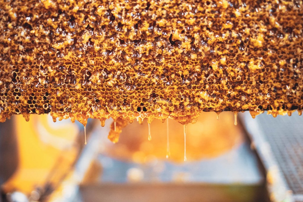 raw honey dripping from honeycomb
