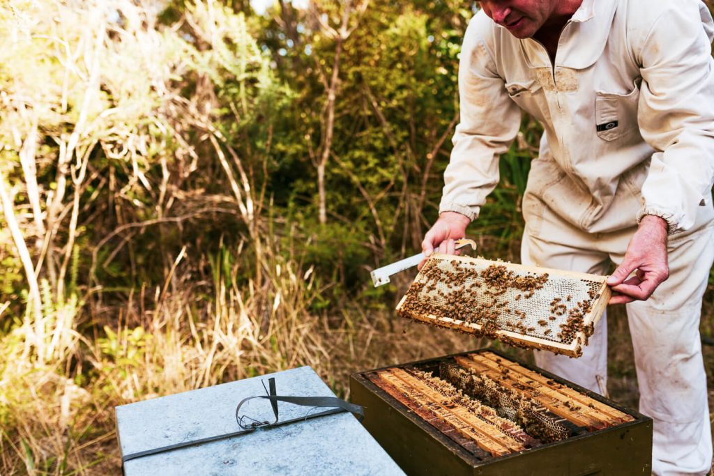 beekeeper holding honeycomb that is almost fully sealed showing how bees make honey