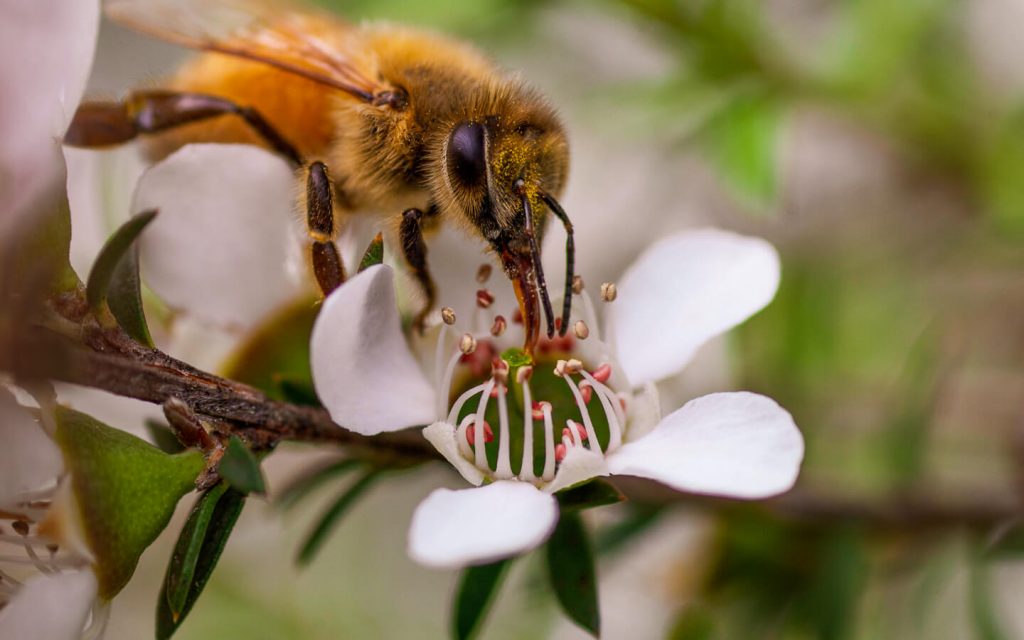 honey bee collecting nectar from a manuka flower