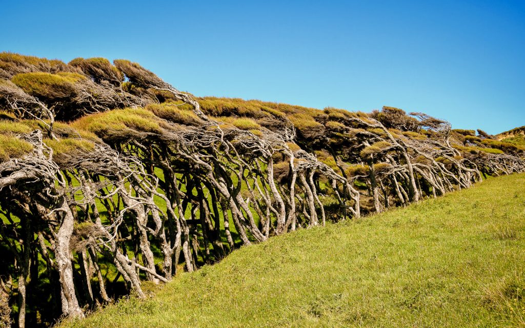 nz manuka trees blowing in the wind