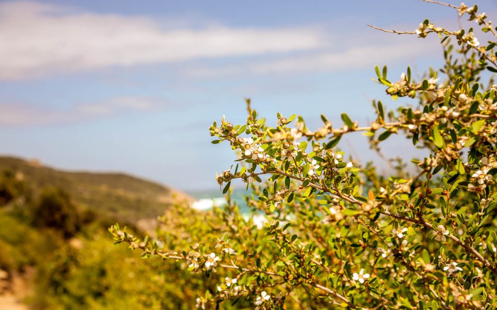 nz manuka honey trees
