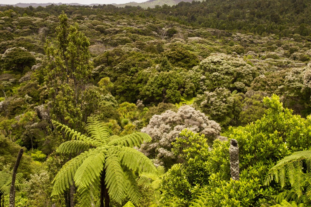 The best manuka honey comes from dense manuka forrests.