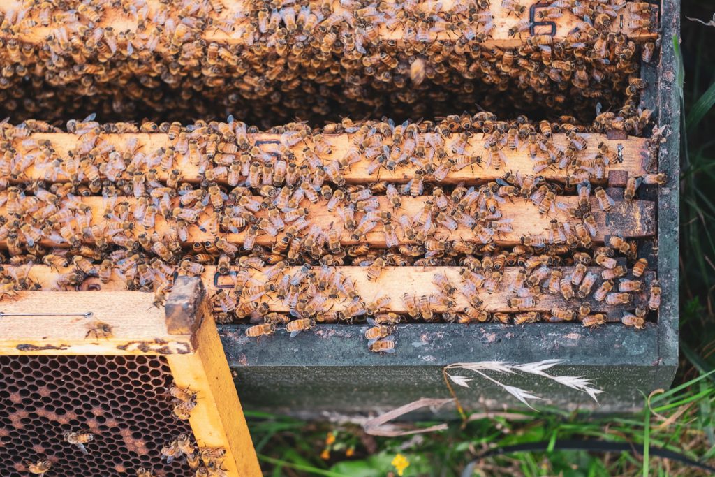 beehive full of happy bees making honey that some vegans will eat