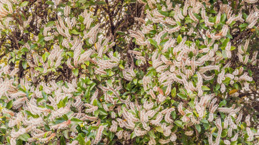 Kamahi Honey Flower Source