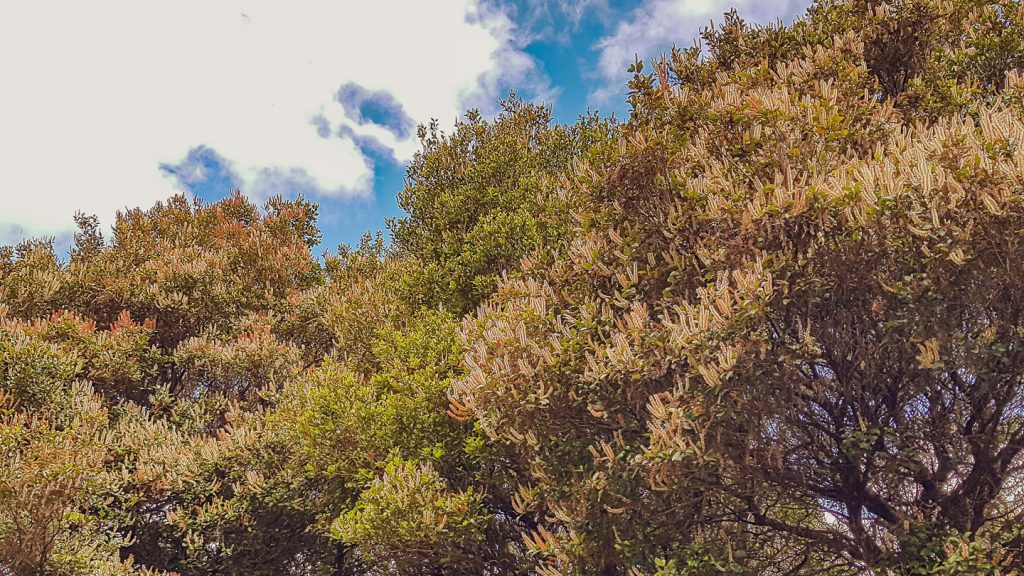 The Kamahi Tree (Weinmannia racemosa) 