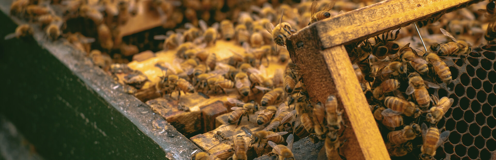 Premium Raw New Zealand Honey