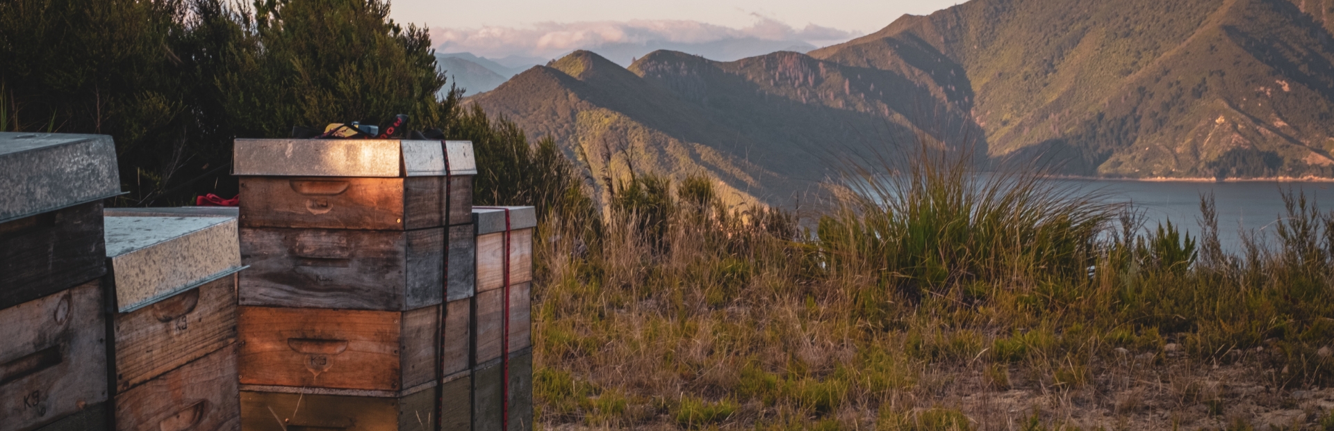 Premium Raw New Zealand Honey