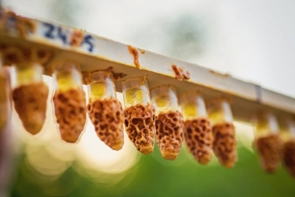 Queen bee cells lined up